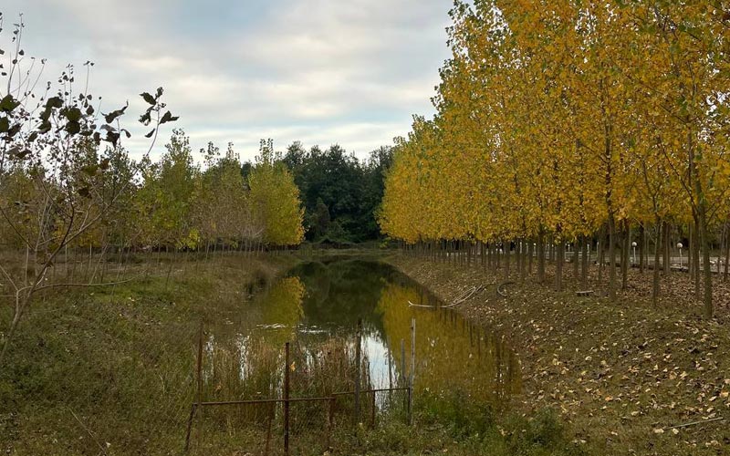 جنگل گردی